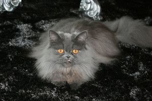 Persian Cat, Prada