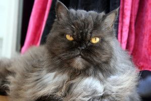 Persian Cat, Georgia